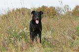 BEAUCERON 319